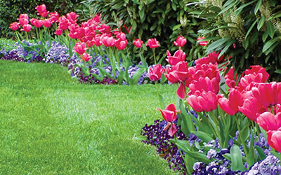 Landscaping and Flower Bulbs